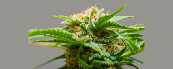 fleur de CBD