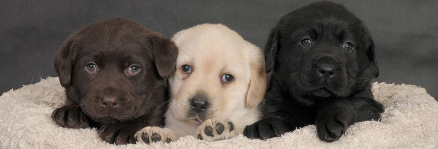 coussin chiot