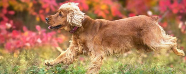 chiot cocker anglais