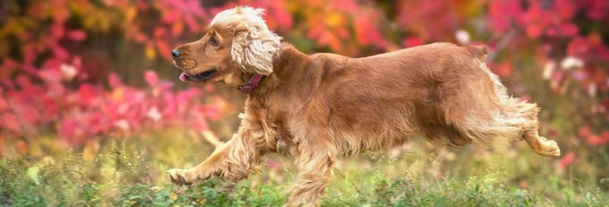 chiot cocker anglais