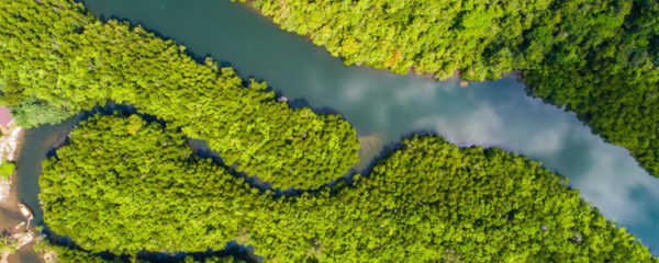 Forêt amazonienne-brésil