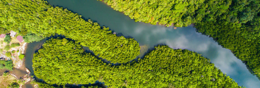 Forêt amazonienne-brésil