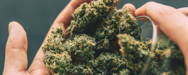 fleurs de cbd