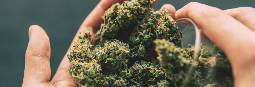 fleurs de cbd
