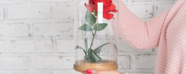 rose éternelle