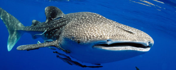 requins-baleines aux Maldives