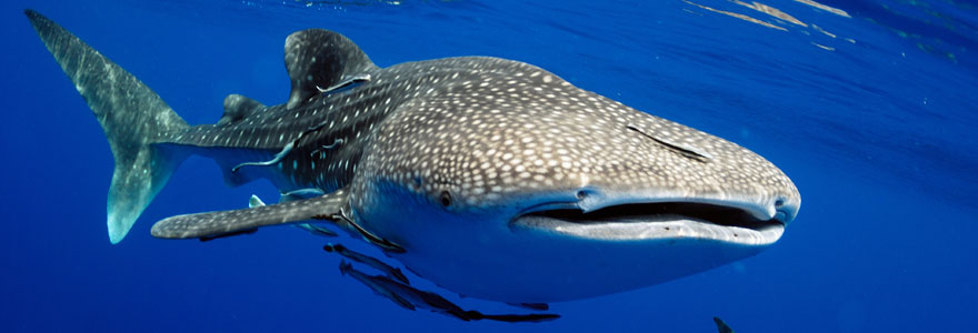 requins-baleines aux Maldives