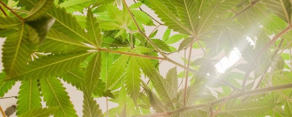 Feuille de CBD