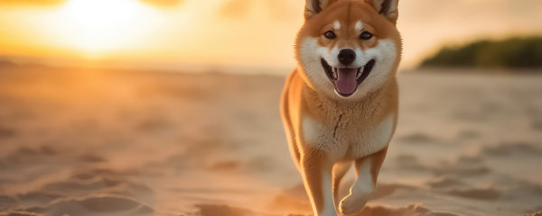 Elevage de Shiba Inu