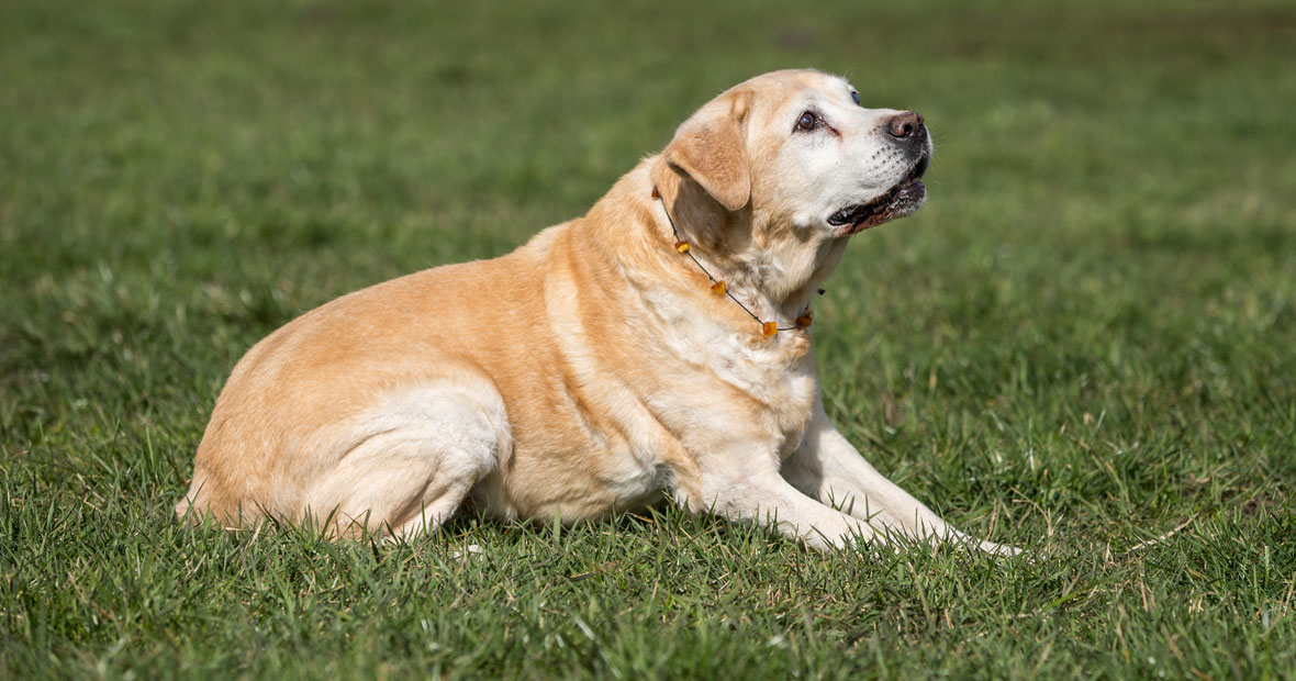 arthrose chez le chien